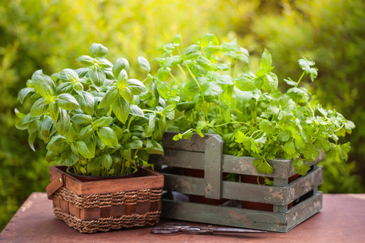 5 Easy to Grow Herbs for First-Time Gardeners