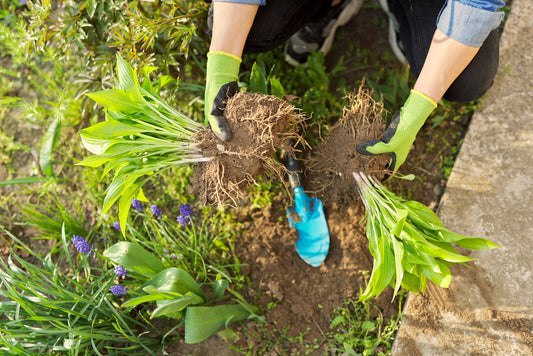 What To Sow In March