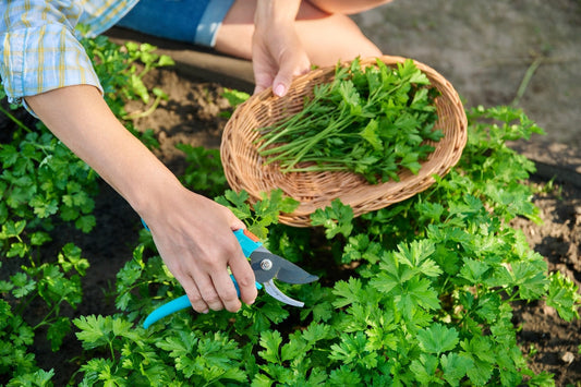What To Sow In July