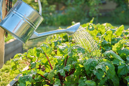 Hydration Tips for Your Garden: How to Water Effectively During Hot Spells