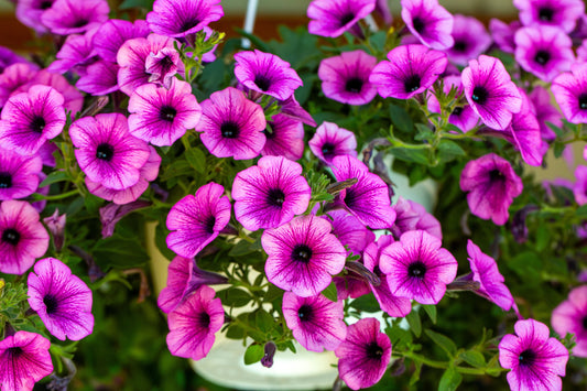What To Sow In June