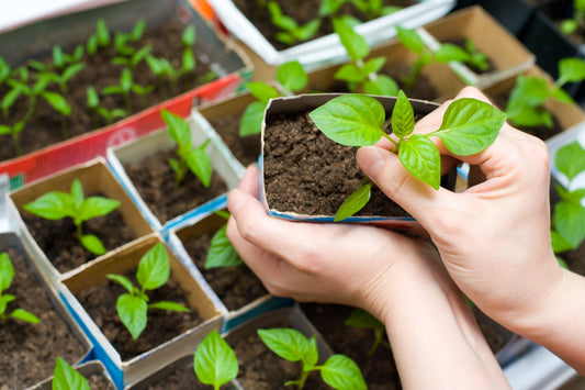 What To Sow In May