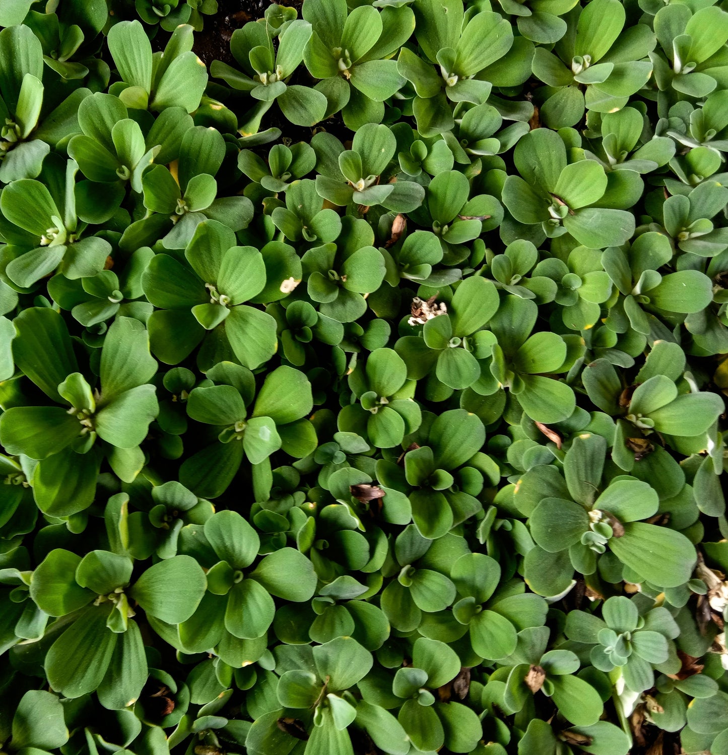 Watercress Nasturtium Officinale - 2000x Seeds - Herb
