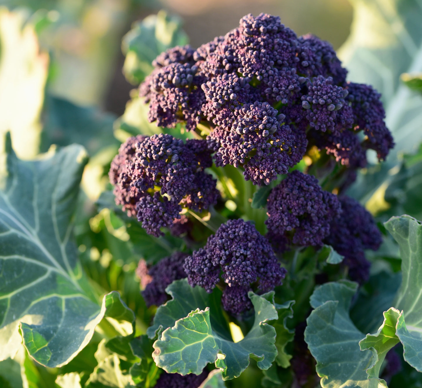Broccoli Purple Early Sprouting 400x seeds - Vegetable