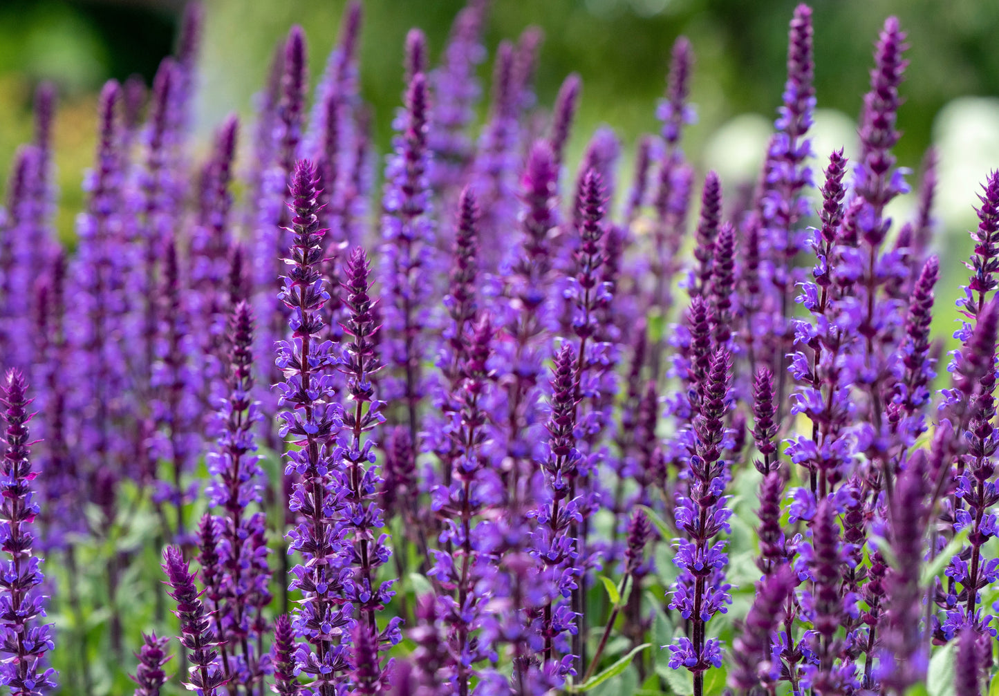 Blue Giant Hyssop Agastache Mexicana Lavender Perennial - 1300x Seeds - Flower