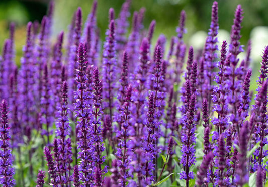 Blue Giant Hyssop Agastache Mexicana Lavender Perennial - 1300x Seeds - Flower