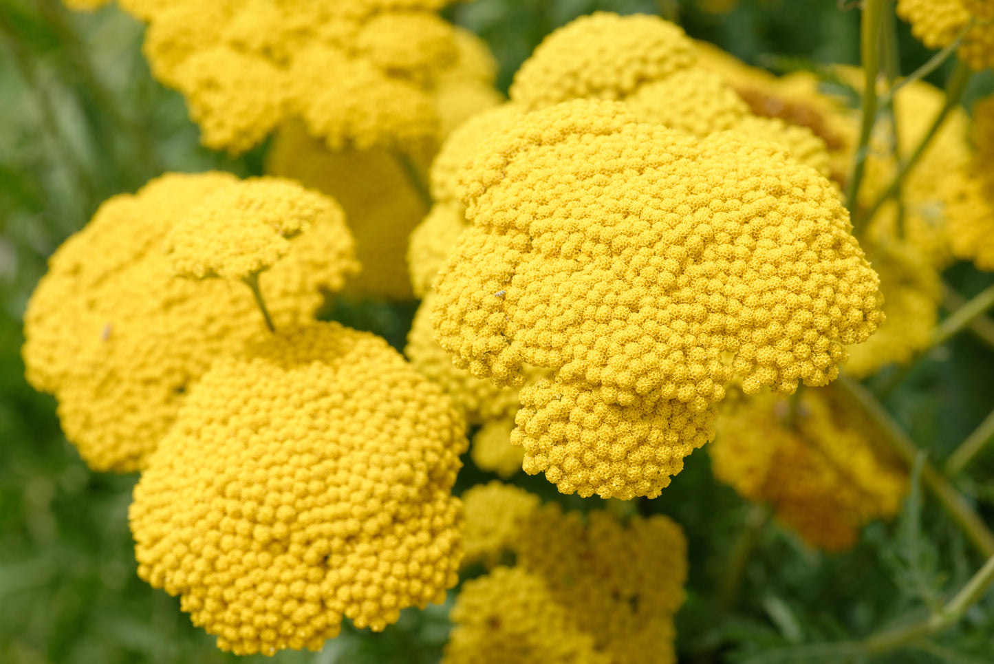 Yarrow Cloth Of Gold Achillea Filipendulina Perennial - 3200x Seeds - Flower
