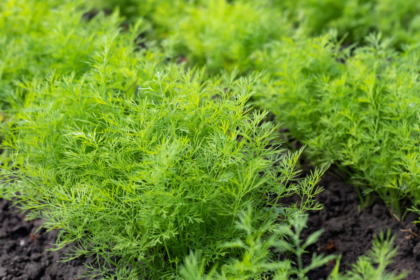 Herb - Dill - Anethum Graveolens - 1000 Seeds - Finest Seeds