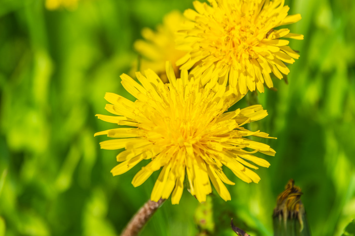 2100x Dandelion Taraxacum Seeds Tortoise food - Wildflower