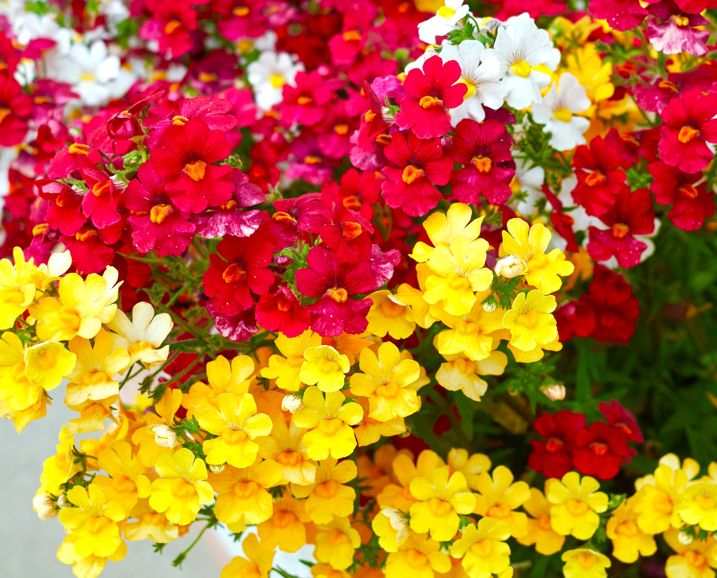 Perennial Scented Nemesia Strumosa Flower - 200x Seeds - Colourful Flower