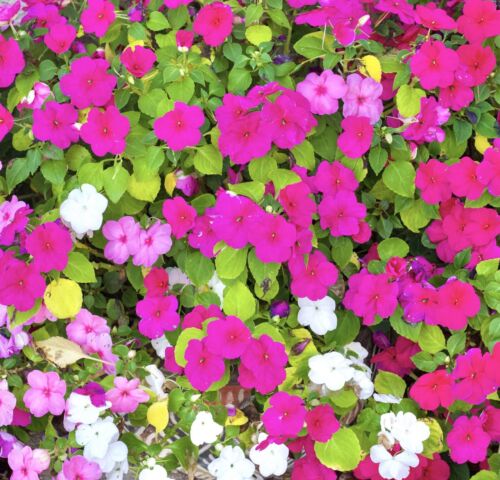 470x Impatiens Walleriana Busy Lizzie Baby Mix Seeds - Flower