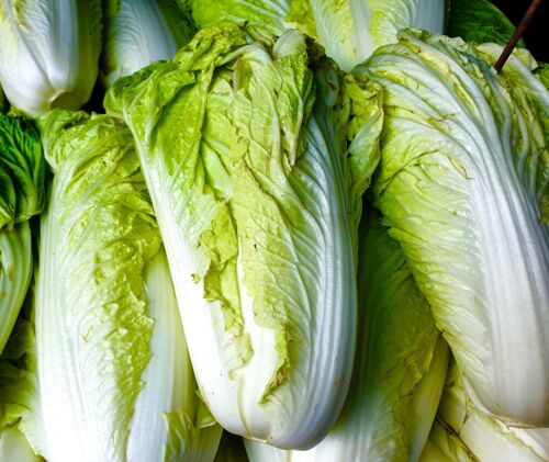 100x Large Chinese Cabbage Seeds - Michihili - Vegetable