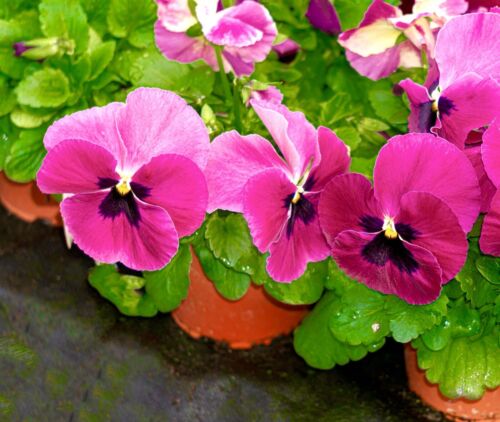 160x Pansy Swiss Giant Matrix Pink Seeds - Viola - Flower