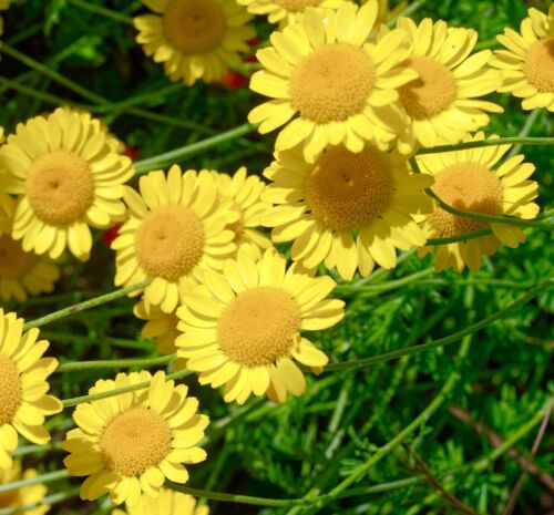 Yellow Marguerite Daisy - 1100x Seeds - Anthemis Tinctoria - Perennial - Flower