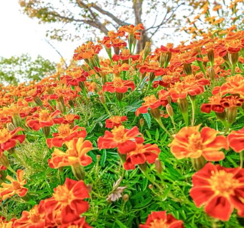 450x French Marigold Naughty Marietta Seeds - Tagetes Patula - Annual - Flower