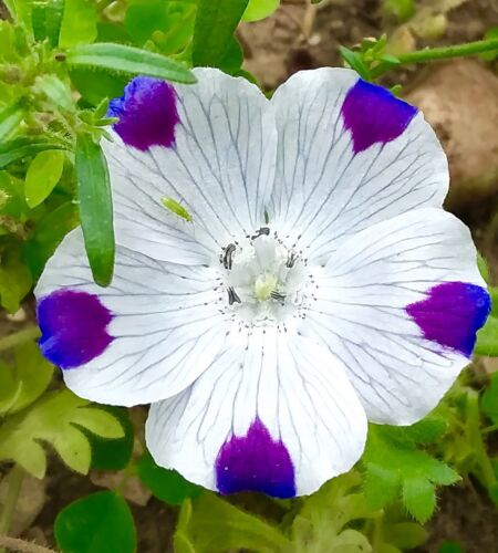 400x Five Spot Nemophila Maculata Seeds - Wildflower - Annual
