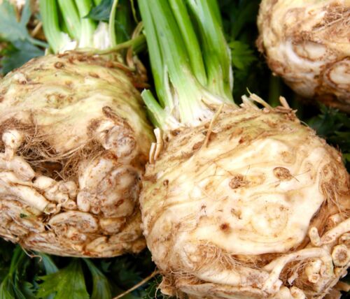 Large Prague Celeriac - 200x Seeds - Celery Root - Winter Hardy Vegetable