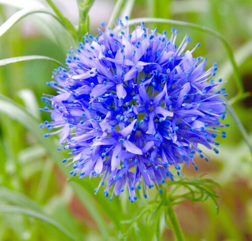 1200x Blue Thimbles Gillia Capitata Seeds - Spherical Flower - Annual