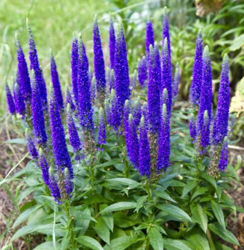 1300x Spiky Speedwell Blue Veronica Spicata Seeds - Hardy Perennial - Flower