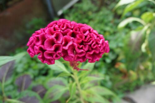 1200x Cockscomb Tall Mix Seeds - Celosia Cristata - Attracts Butterflies & Birds - Flower