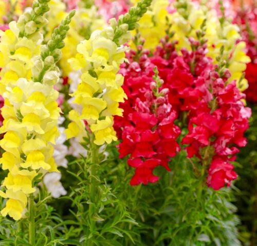 5000x Antirrhinum Snapdragon Tall Mix Top Bushy Seeds - Majus Maximum - Annual - Flower
