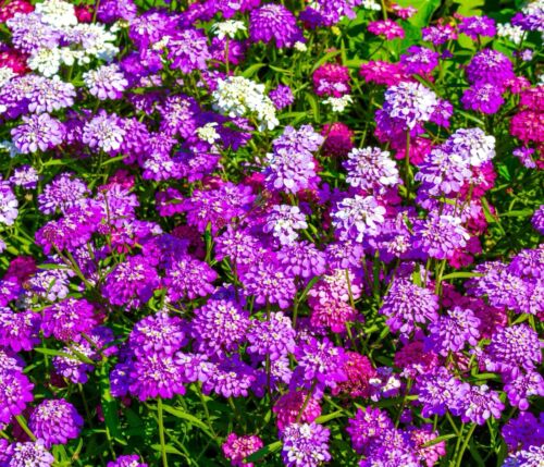 650x Dwarf Candytuft Iberis Umbellata Fairy Mix Seeds - Annual - Flower