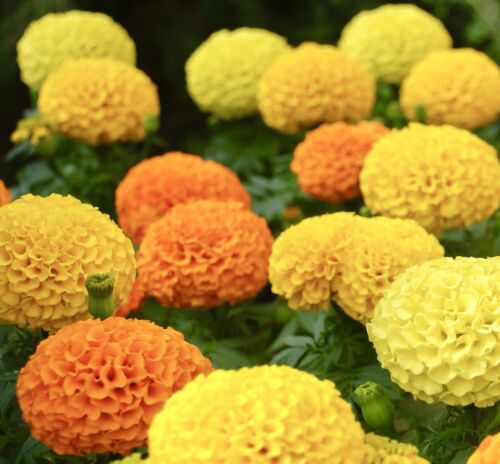African Marigold Crackerjack Mix - 650x Seeds - Flowers