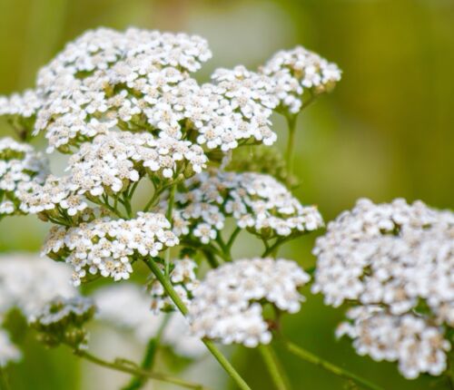 White Large Ammi Majus Umbrella Snow - 200x Seeds - Wild Flower