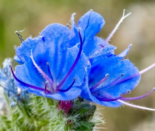 british flower seeds 100x Viper's Bugloss British Meadow Wild Flower Seeds