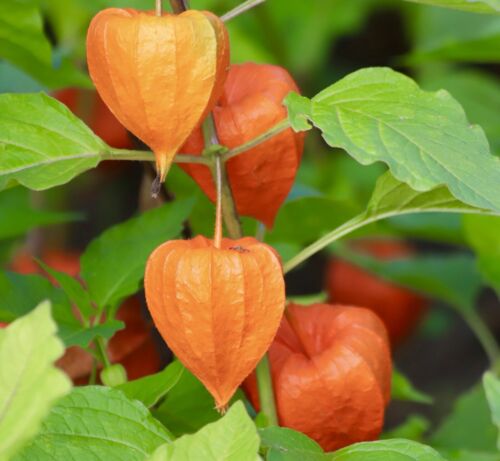 Massive Heirloom Physalis Chinese Lantern - 60x Seeds - Incredible Flower