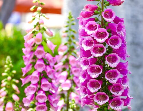 Digitalis Purpurea Foxglove Dwarf Foxy Mix - 10,000 Seeds - Flower