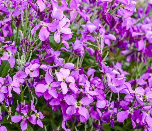 virginia stock flower seeds Virginia Stock Malcomia Maritima - 1100x Seeds - Cheiranthus