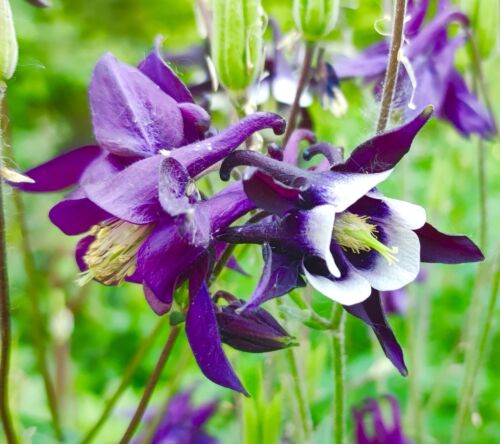 Deep Purple Aquilegia Vulgaris Columbine William Guinness - 150x Seeds - Flower