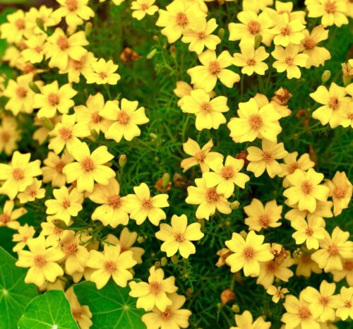 lemon marigold seeds 800x Marigold Tagetes Lemon Gem Signet Seeds