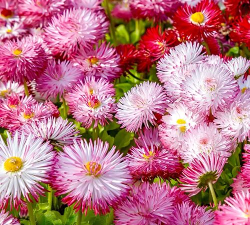 600x English Daisy Monstrosa Double Mixed Seeds - Bellis Perennis - Flower