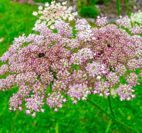 Wild Carrot Purple Kisses - 300x Seeds - Daucus Carota Ornamental - Flower