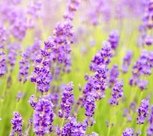 500x Lavender Common English Perennial Seeds - Flowering