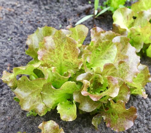 700x Lettuce Brune D'Hiver Red Winter Seeds - Vegetable