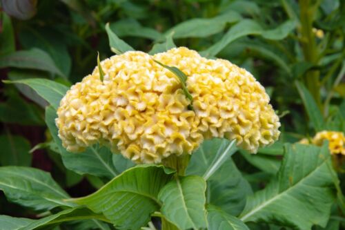 1200x Cockscomb Tall Mix Seeds - Celosia Cristata - Attracts Butterflies & Birds - Flower