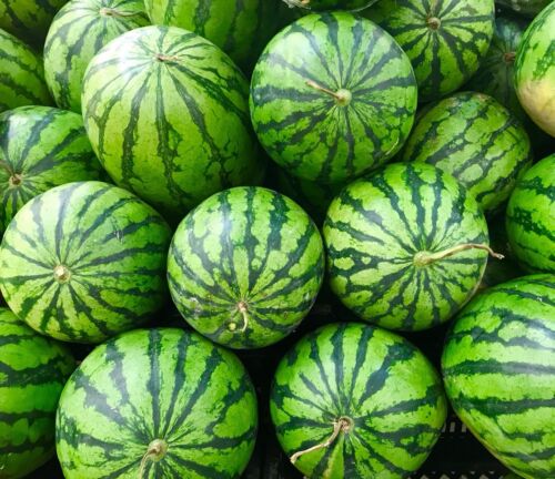 50x Giant Watermelon Sweet Crimson Seeds - Citrullus Lanatus - Vegetable & Fruit