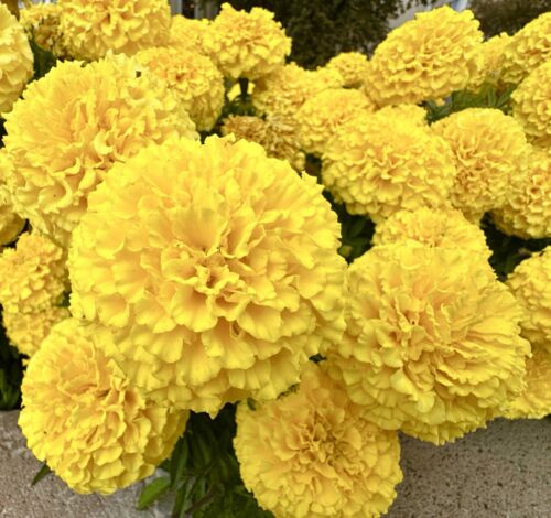 giant african marigold seeds 350x African Marigold Mary Helen Giant Double Flower Seeds