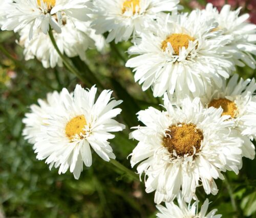 300x Crazy Daisy Ox-eyed Daisy Chrysanthemum Leucanthemum Perennial Flower Seeds