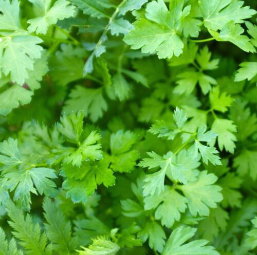 4000x Parsley Giant Italian Seeds - Petroselinum - Grow All Year Round - Herb