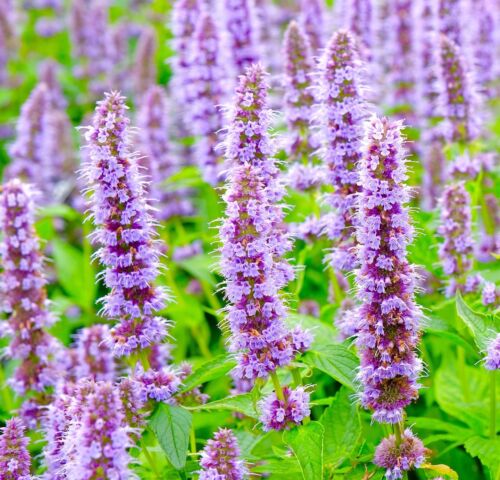 Huge Hyssop Agastache Mexicana Flower - 1300x Seeds - Lavender Blue - Perennial