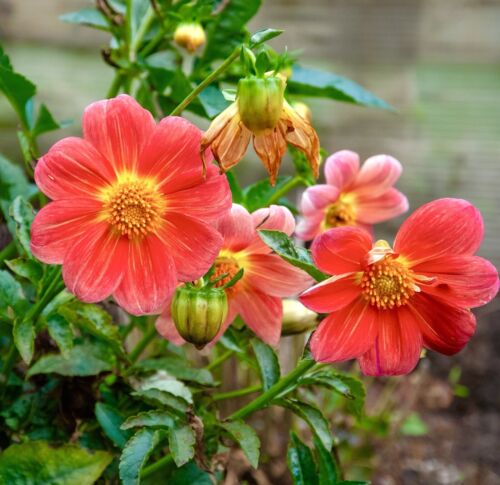 Dahlia Dwarf Patio Mignon Mix - 140x Seeds - Bright Colour Flowers - Annual