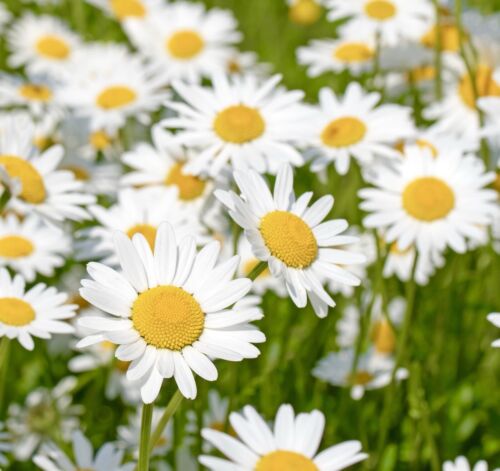 10,000x British Wild Ox-eye Daisy Seeds -  Leucanthemum vulgare -  Flower
