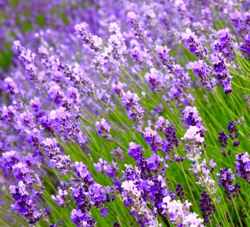 100x Lavender Fragrant Seeds - For Oils Creams & Perfumes - Flowering