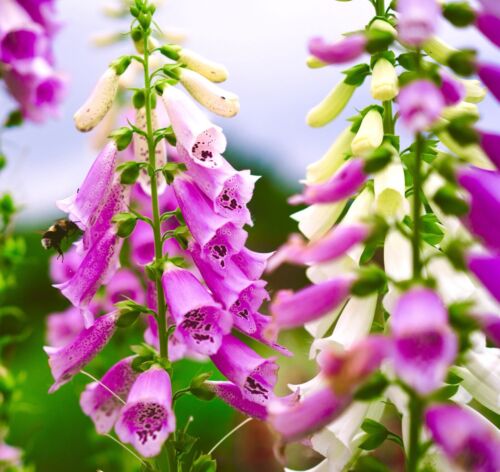 15 000x Digitalis Purpurea Foxglove Mix Seeds Perennial Flower 15-000x-digitalis-purpurea-foxglove-mix-seeds-perennial-flower