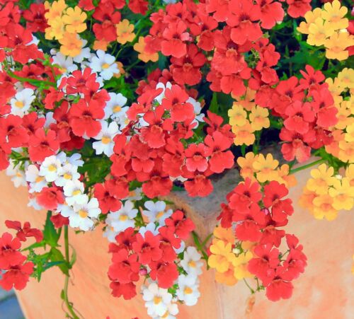 3900x Nemesia Carnival Colourful Flower Mix Seeds - Nemesia Strumosa - Flower