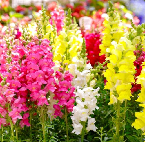 5000x Antirrhinum Snapdragon Tall Mix Top Bushy Seeds - Majus Maximum - Annual - Flower